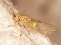 Cacopsylla brunneipennis